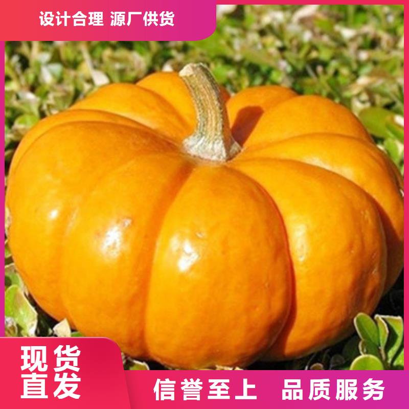 南瓜丁,羽衣甘蓝粉质检严格厂家直营