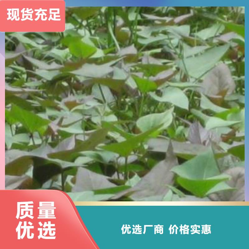 紫薯苗_紫薯粉多种规格库存充足厂诚信经营