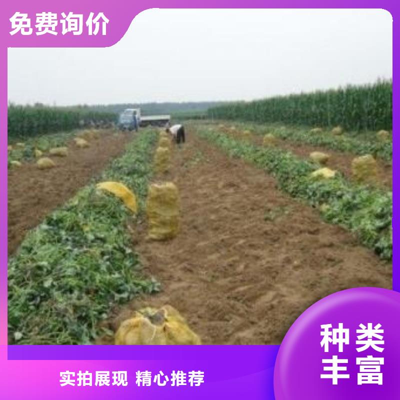 紫薯苗【紫薯雪花片厂家】主推产品现货交易