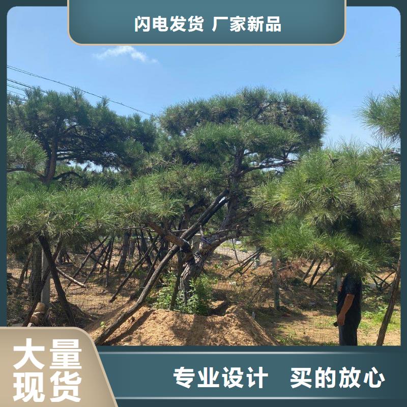 造型松实力见证附近公司