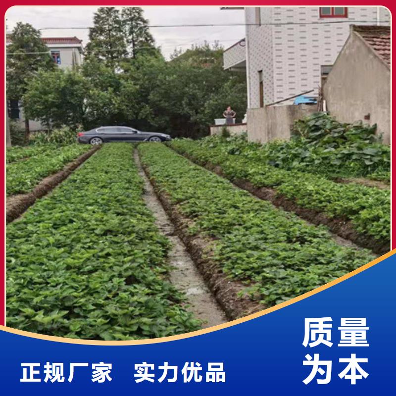 【草莓苗,大棚草莓苗服务至上】同城公司