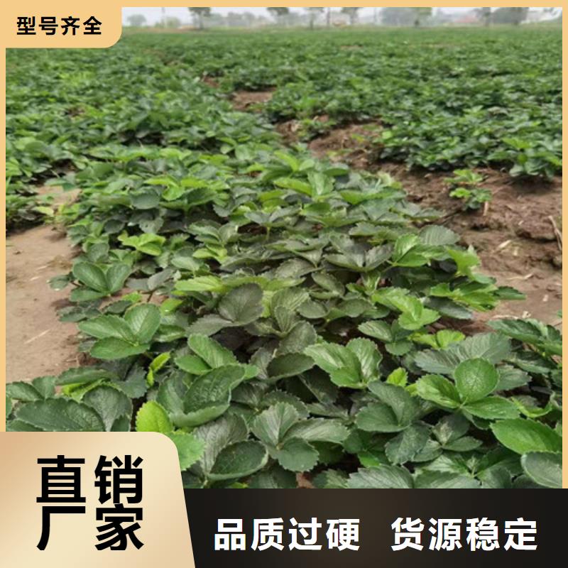 草莓苗-甜茶苗实力见证源厂直销