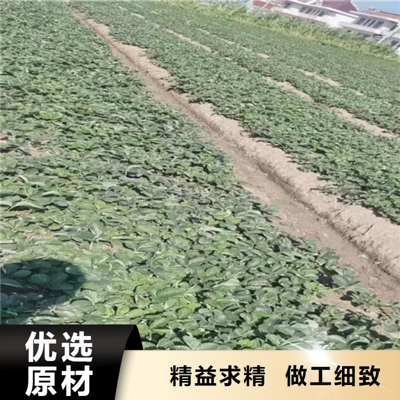 草莓苗金银花苗设备齐全支持定制您想要的我们都有