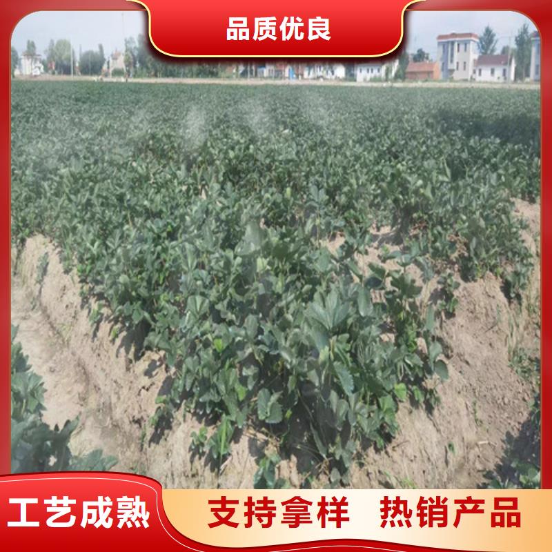 【草莓苗-苹果树苗产地厂家直销】一致好评产品