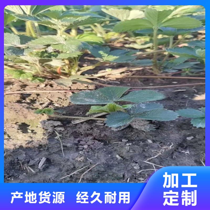 草莓苗_玉露香梨苗货源足质量好同城生产厂家