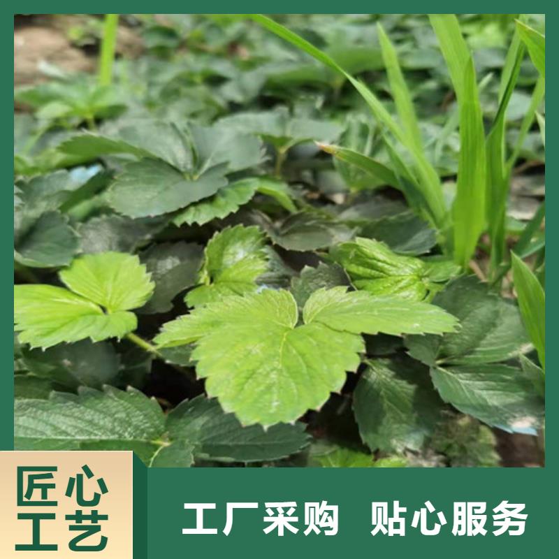 草莓苗翠冠梨苗销售的是诚信厂家实力大