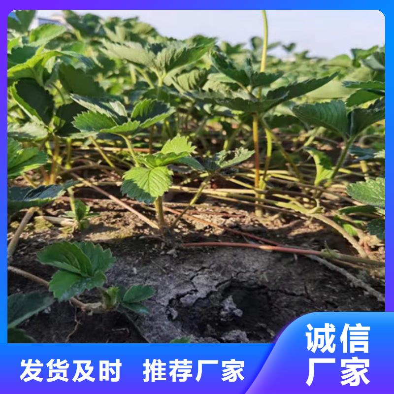 草莓苗大棚草莓苗支持加工定制专注品质