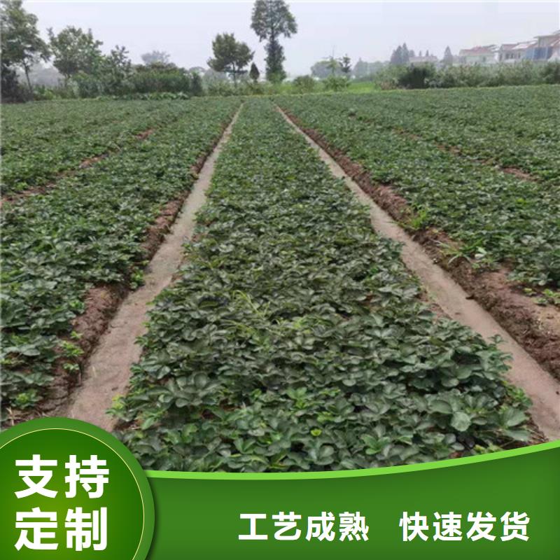 【草莓苗】烟福8苹果苗您身边的厂家经验丰富质量放心