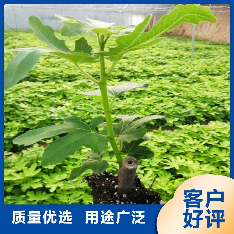 无花果【蟠桃苗】应用范围广泛一站式采购商