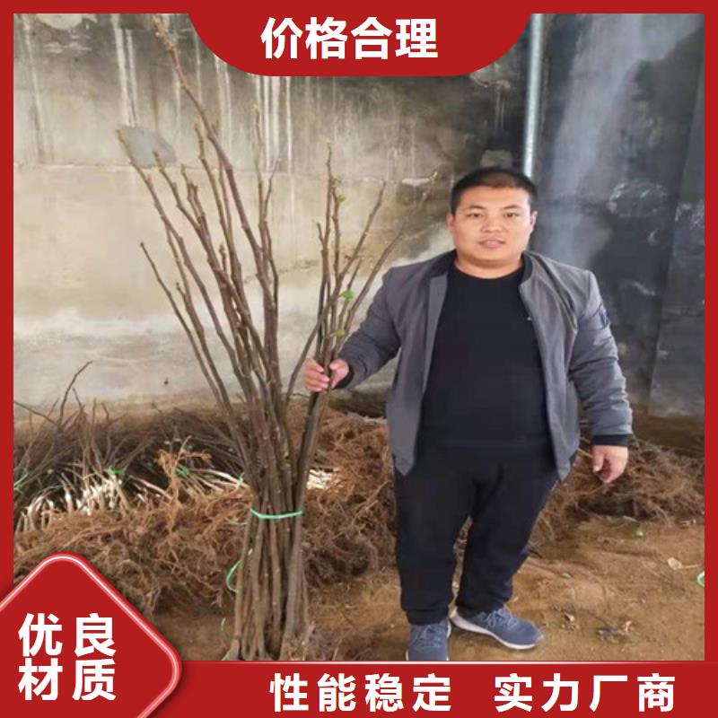 无花果【大棚草莓苗】价格实惠同城货源