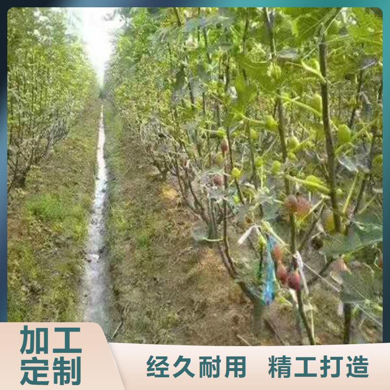 无花果早酥红梨厂家直销供货稳定专注产品质量与服务