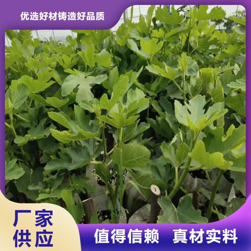 无花果大红袍花椒苗厂家规格全厂家大量现货