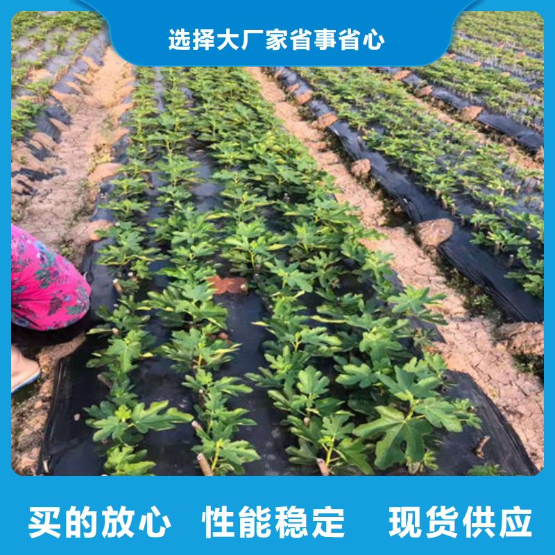 无花果梨树苗生产型按需定做