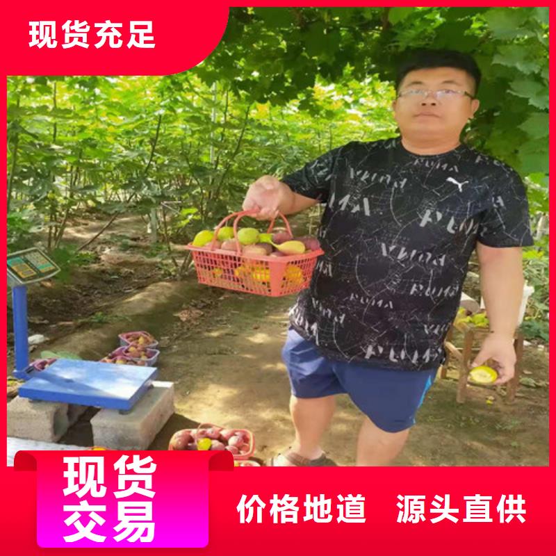 无花果樱桃树苗经验丰富品质可靠附近货源