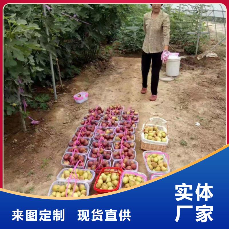 无花果油桃苗厂家直销大量现货源头厂家供应