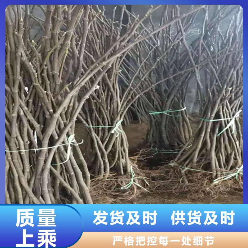 无花果油桃苗原厂制造自产自销