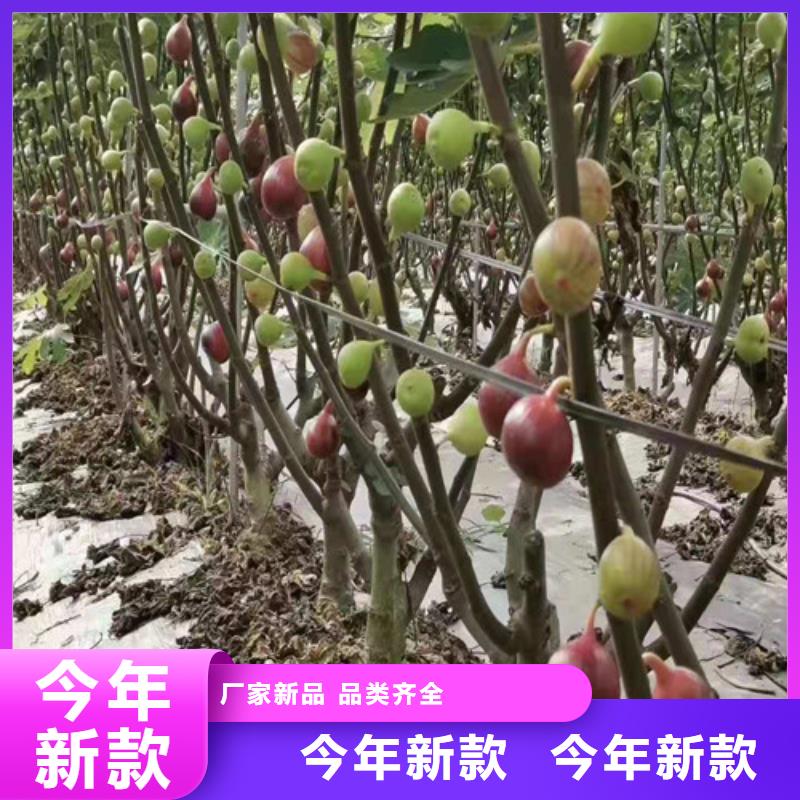 无花果【蓝莓苗】质量安心附近服务商