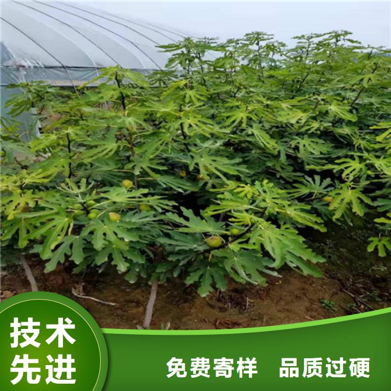 【无花果,烟福8苹果苗大量现货】推荐厂家