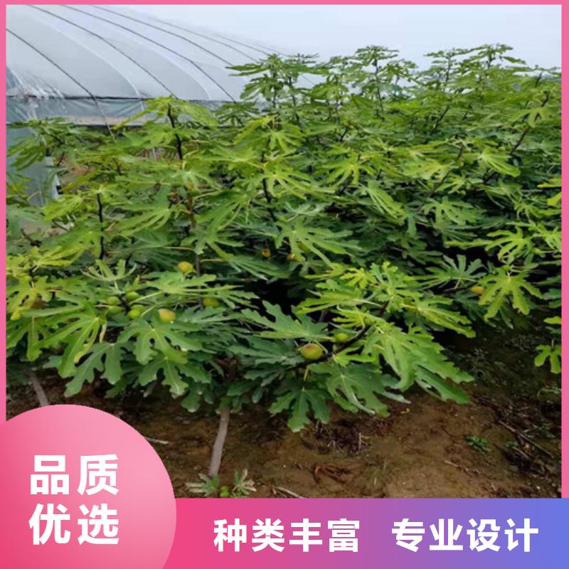 无花果_猕猴桃苗质量看得见物流配货上门