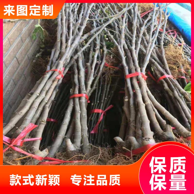 无花果珍珠油杏支持定制贴心售后库存量大