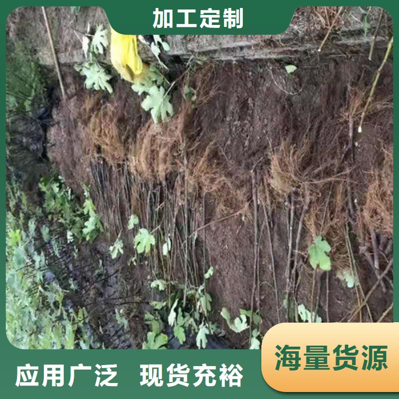 无花果猕猴桃苗闪电发货本地货源