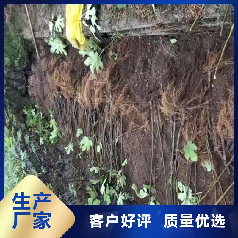 【无花果】珍珠油杏懂您所需同城货源