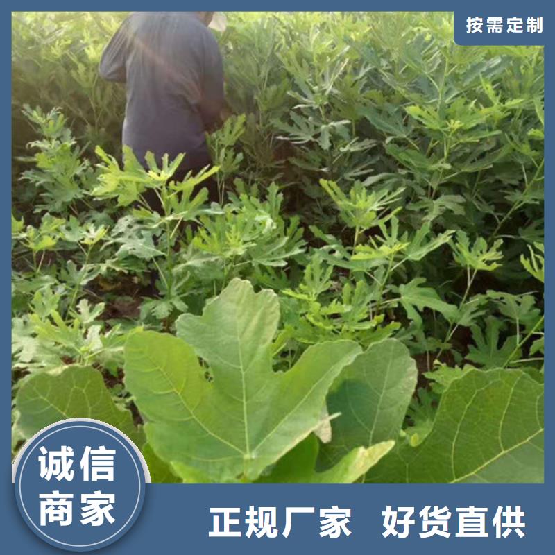 无花果【草莓苗】经销商附近公司