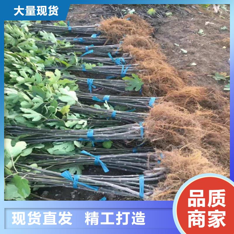 无花果,葡萄苗多年经验值得信赖工厂直销