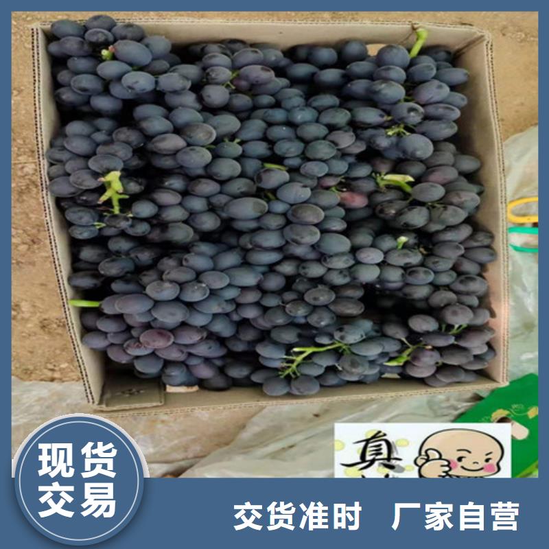 【葡萄】-甜茶苗品牌大厂家厂家