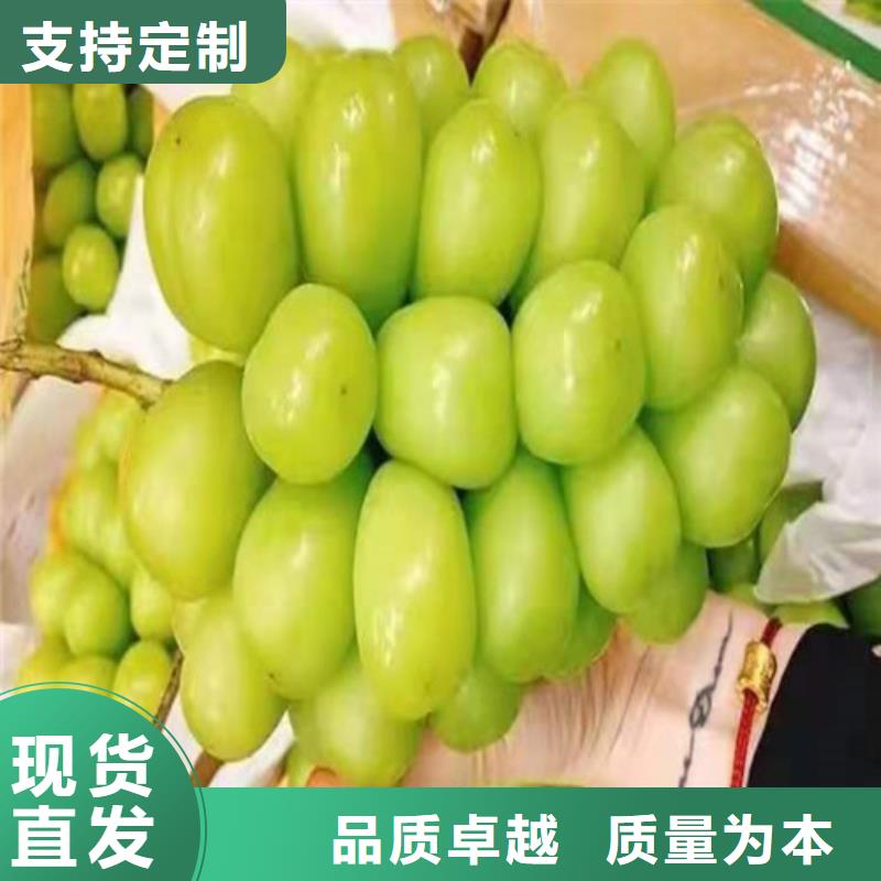 【葡萄_大棚草莓苗敢与同行比价格】品质保证