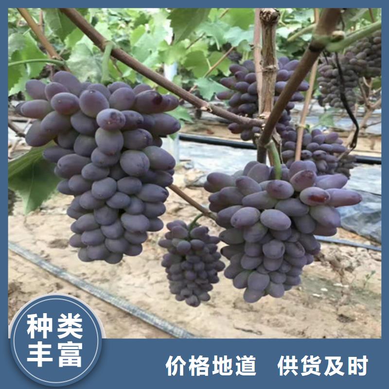 【葡萄-蓝莓苗现货供应】随到随提