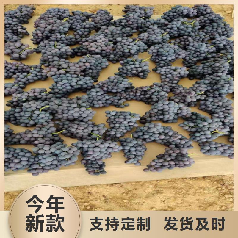 葡萄【苹果苗粘木】支持大批量采购好产品价格低