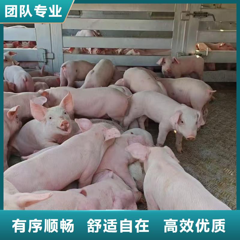 宿迁市泗阳到猪运输特快专线本地经销商