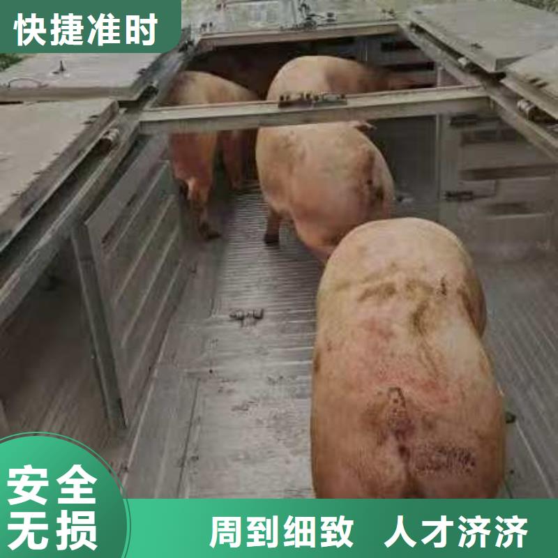 宿迁市沭阳到猪笼车物流周到细致产品细节