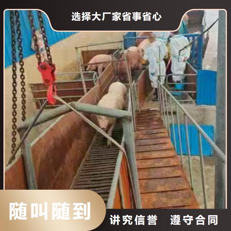 徐州到汕头种猪运输-空调车检疫合格