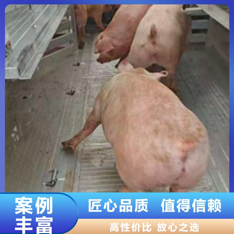 宿迁到克拉玛依牛运输-空调车解决方案