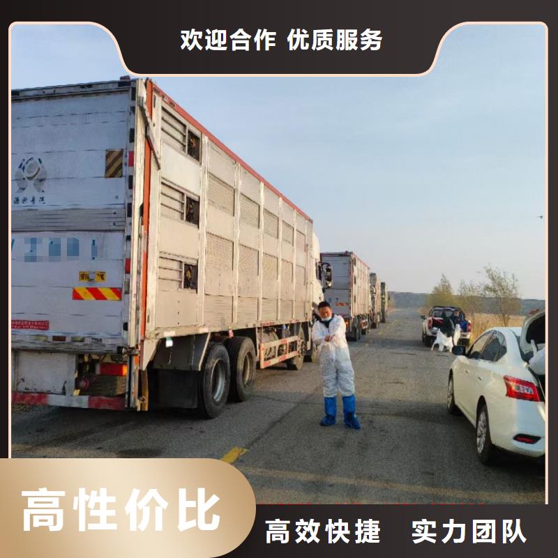 宿迁泗阳到滁州生猪运输-空调车全程呵护