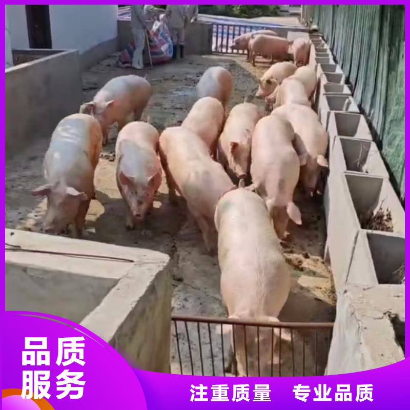 泗阳到贵阳种仔猪运输-恒温车品质保证