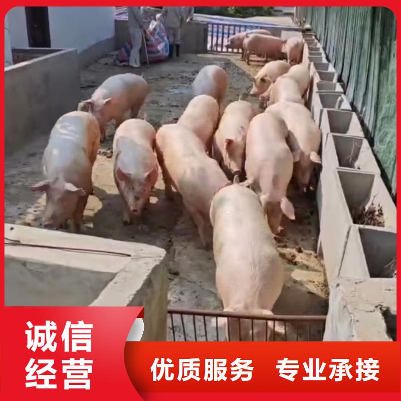 宿迁泗洪到通辽活禽物流-空调车通风良好