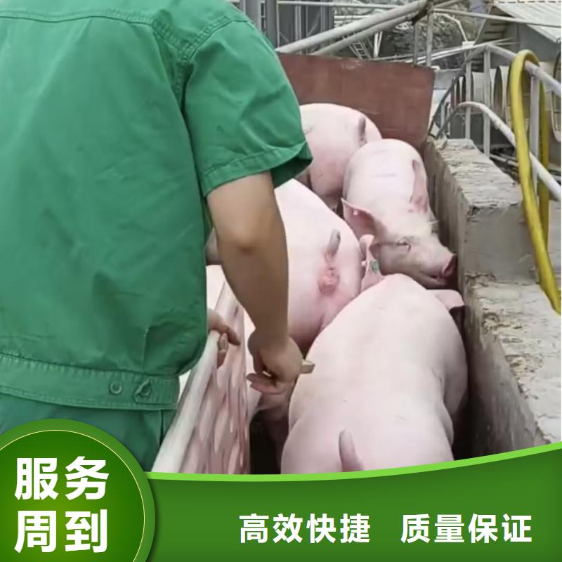 泗阳到黄山高栏车肥猪运输-恒温车省钱省时