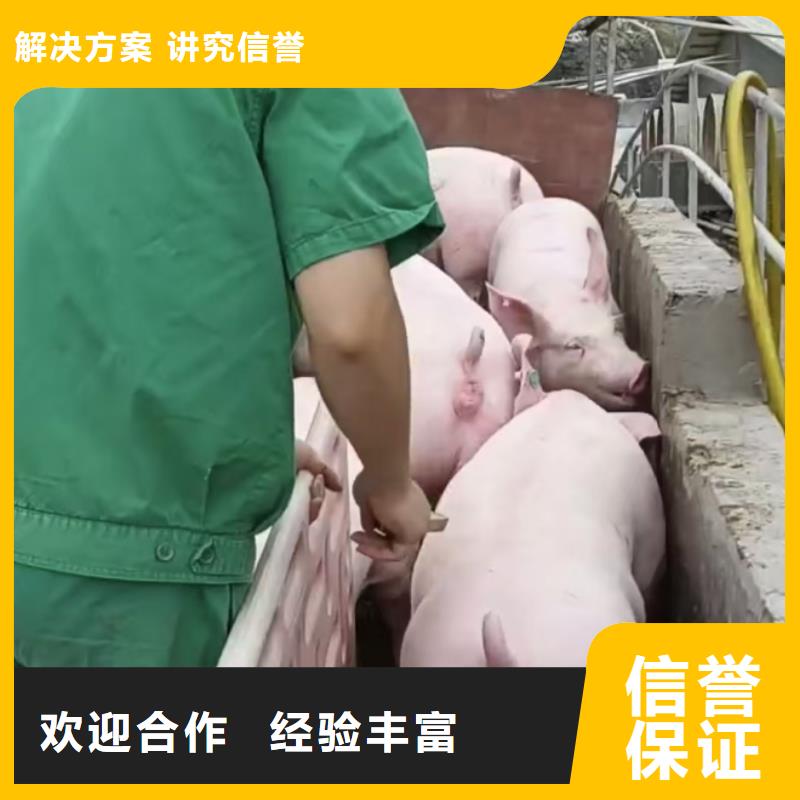 盐城到三明猪笼车运输-专用车口碑商家