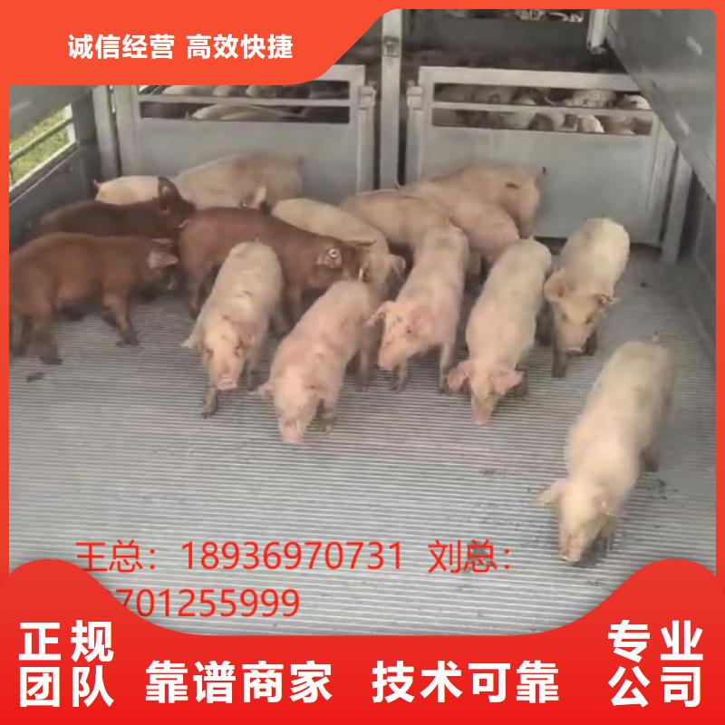 镇江到鹤壁农牧物流-专用车案例丰富