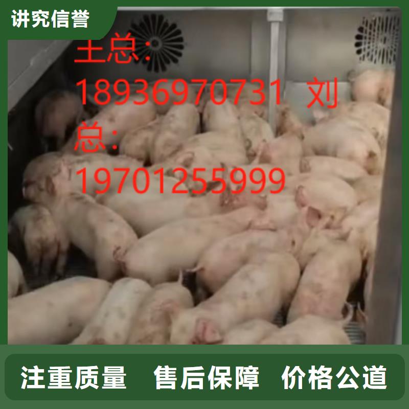 常州到临夏生猪物流-恒温车检疫合格