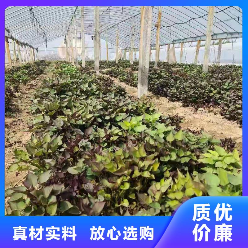 【紫薯苗,羽衣甘蓝粉优良材质】同城货源