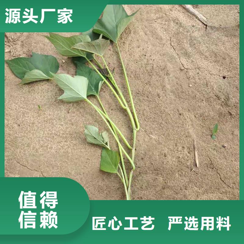 紫薯苗羽衣甘蓝粉严格把关质量放心市场行情