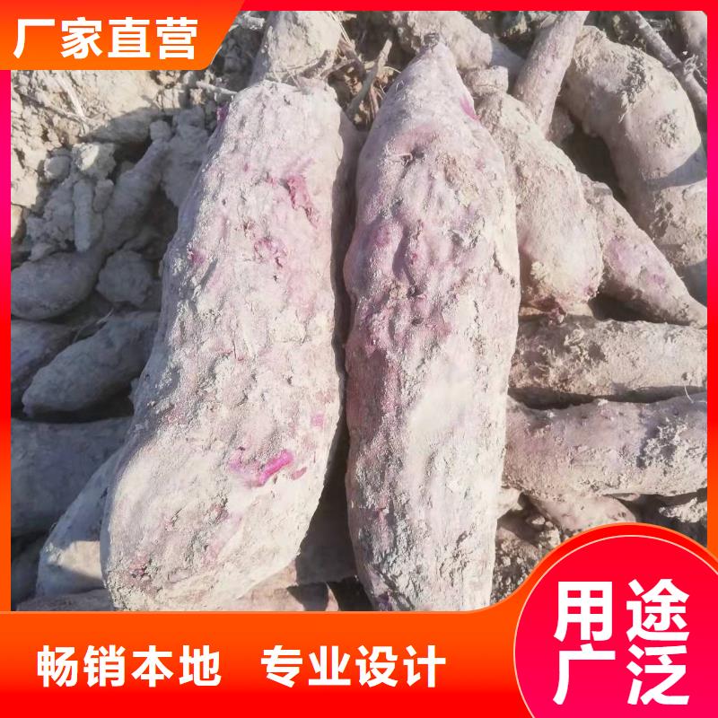 紫薯苗羽衣甘蓝粉精心本地厂家