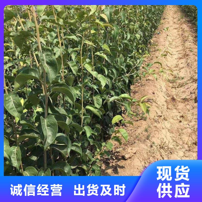 【梨梨树苗基地可零售可批发】库存充足