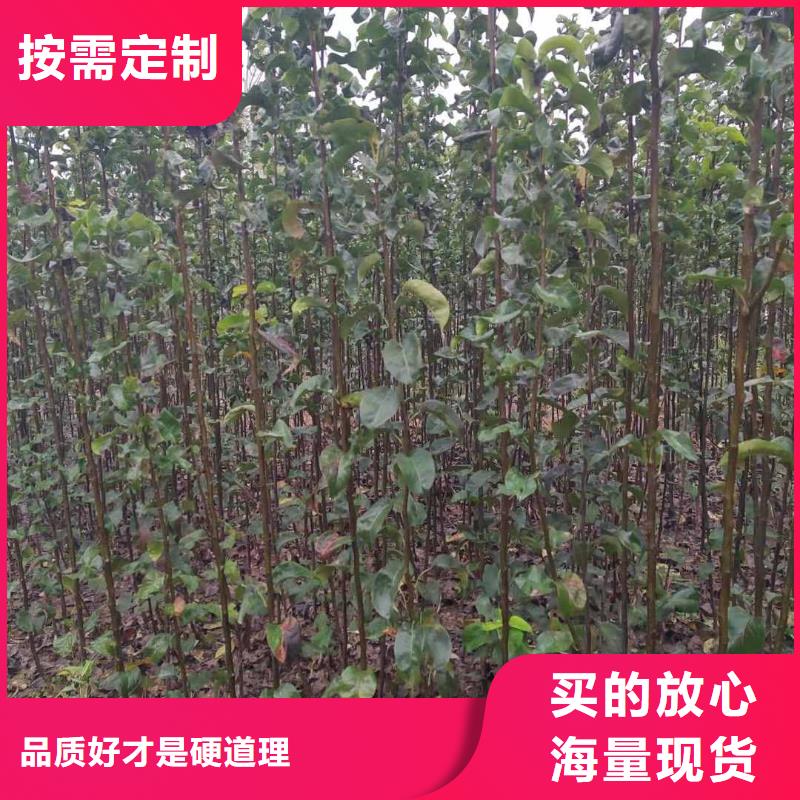 梨-黄冠梨树苗好货有保障真材实料加工定制