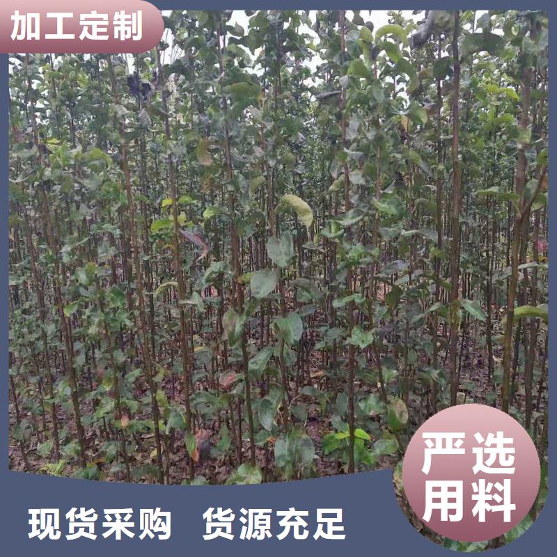 梨杜梨苗正品保障当地公司