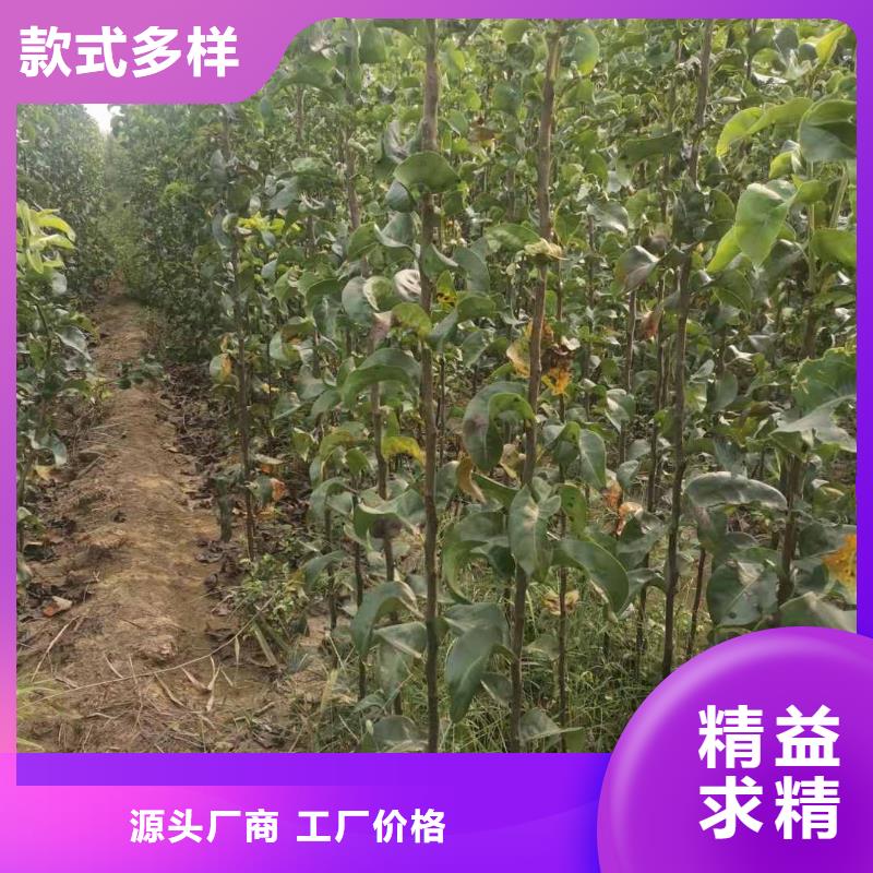 梨【梨树苗基地】随心所欲定制同城生产商